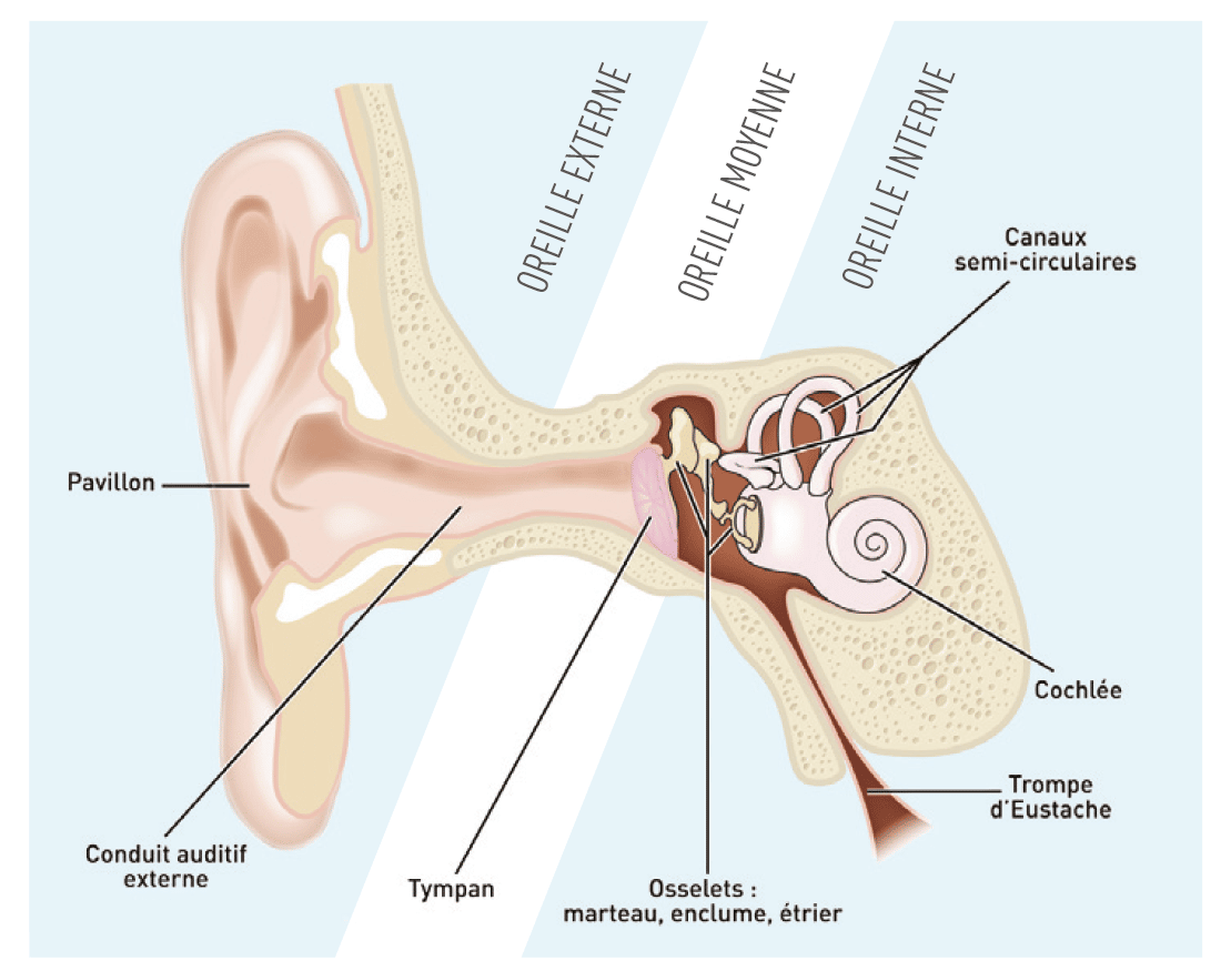 Maladies de l'oreille : tout savoir sur les troubles de l'ouïe